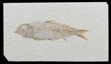 Good-Sized, Knightia Fossil Fish - Wyoming #49851-1
